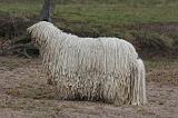 KOMONDOR 120